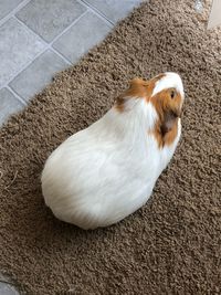 High angle view of guinea pig sitting on rug