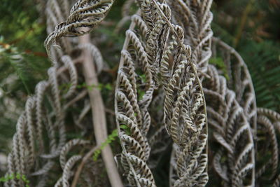 Silver colored ferns twisting in forest in new zealand