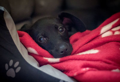 Portrait of black dog