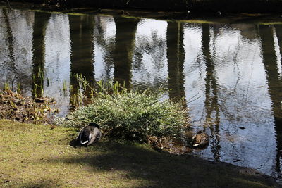 Duck floating on water