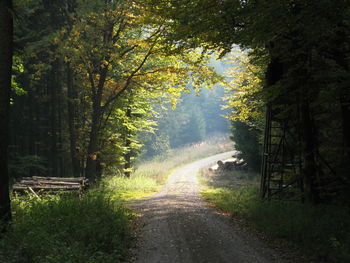 Empty road passing through forest