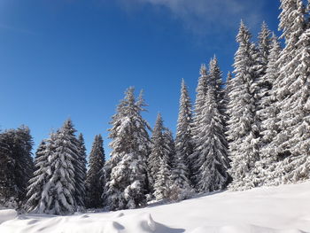 Pine forest in cold winter landscape