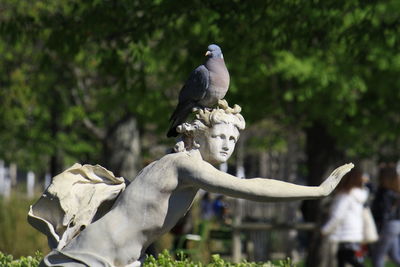 Pigeon perching on statue