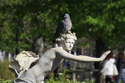 Close-up of bird perching on wall