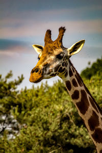 View of giraffe