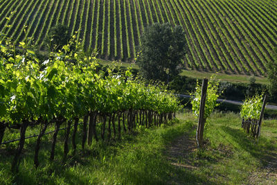 View of vineyard