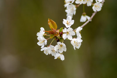 Close-up of white cherry blossoms