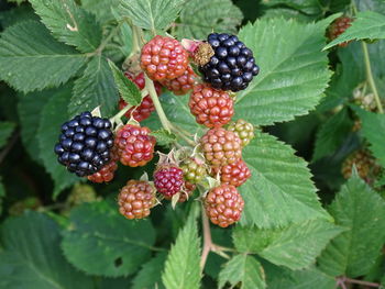 Close-up of blackberries growing on tree