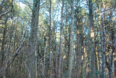 Low angle view of trees in forest