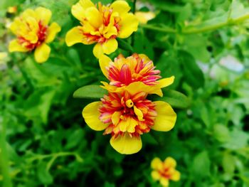 Close-up of yellow flowering plant