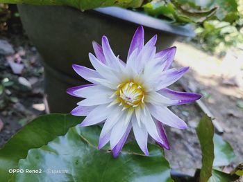 Close-up of purple water lily