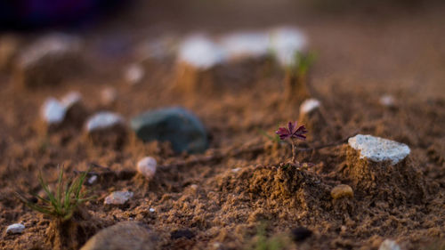 Close-up of crab on ground