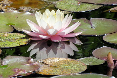 Lotus flowers floating on pond