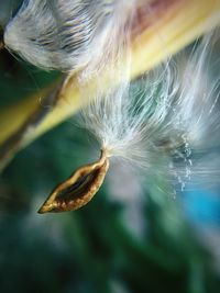 Close-up of milkweed seeds