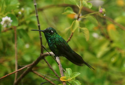 Close-up of bird perching on tree