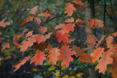 Close-up of leaves on tree