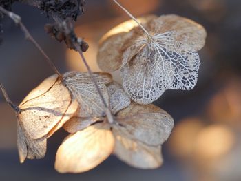 Close-up of wilted plant