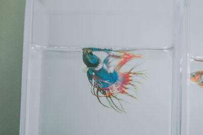 Fish swimming in sea seen through glass