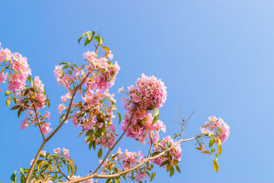 Low angle view of cherry blossoms against clear blue sky