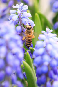 Close-up of bee on purple flowers