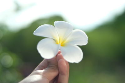 Close-up of hand holding white flower