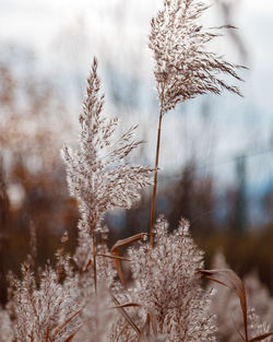 Spikelets of a fluffy plant in light pastel colors sway in the wind.