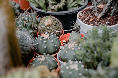 Close-up of potted plant