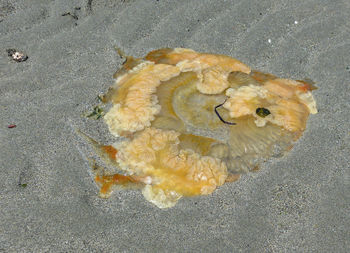 High angle view of seashell on beach