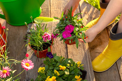 The hands of a woman in yellow boots hold a pot with a carnation flower