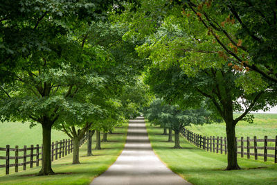 Trees in park