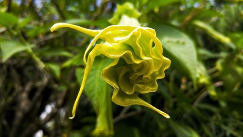 Close-up of flower