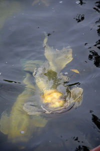 Close-up of fish swimming in water