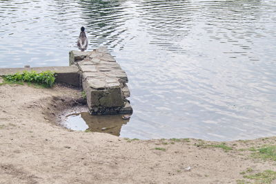 High angle view of bird on rock by lake