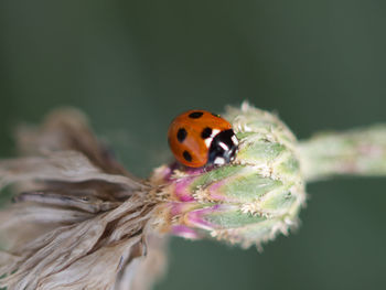 Close-up of ladybug on flower