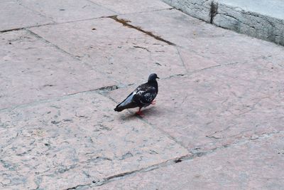 High angle view of pigeon perching on footpath