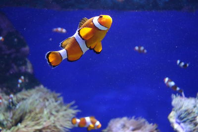 Fish swimming in sea