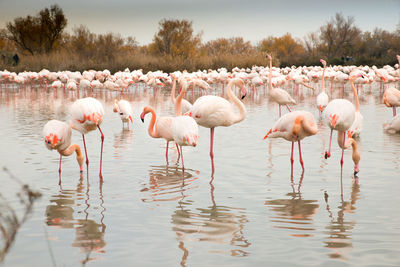 Flamingos in the camarque in southern france, wildlife provence