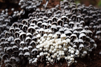 Close-up of shells