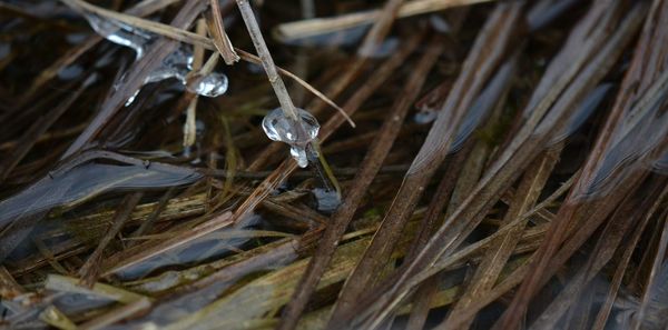 Close-up of water drop on twig