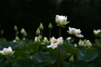 Close-up of white flowering plant