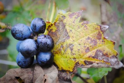 Close-up of blackberries growing on tree