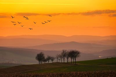 Vögel in roten sonnenlicht am abend