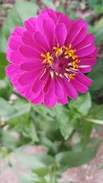 Close-up of pink flower