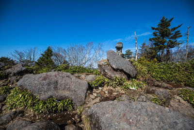 View of rocks and plants against blue sky