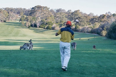 Rear view of man playing golf while kangaroos grazing on field