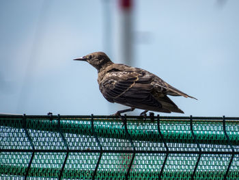 Close-up of bird perching on railing