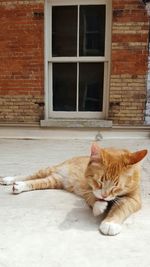 Portrait of cat lying on window