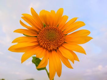 Close-up of yellow flower against sky