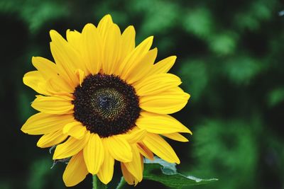 Close-up of bee on sunflower