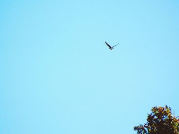 Low angle view of kite flying against blue sky